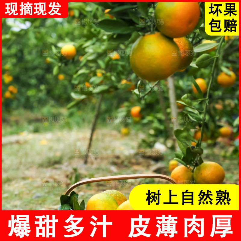 树上长着椪柑