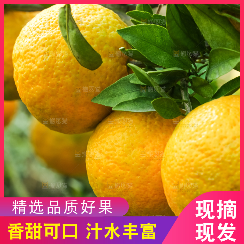 树上结着椪柑橘