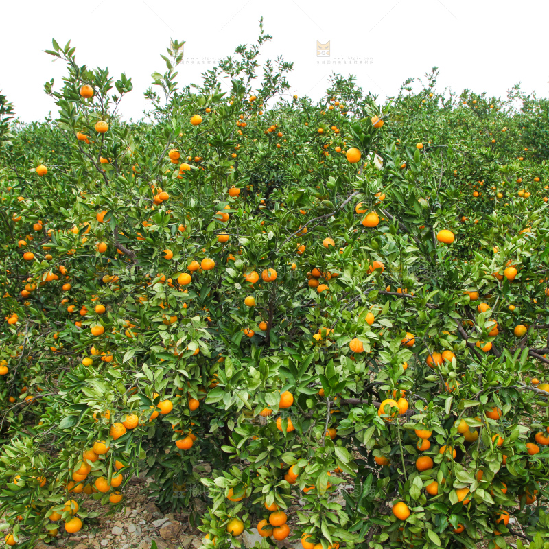 橘子种植基地