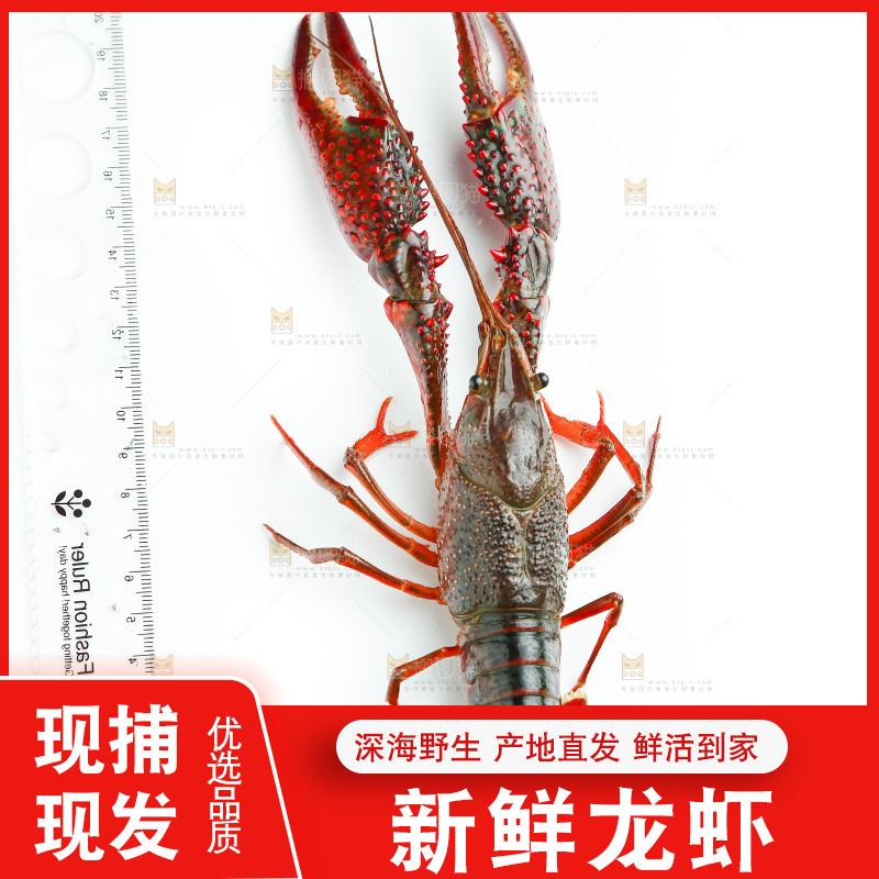 白底上的小龙虾
