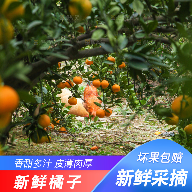 橘子种植基地