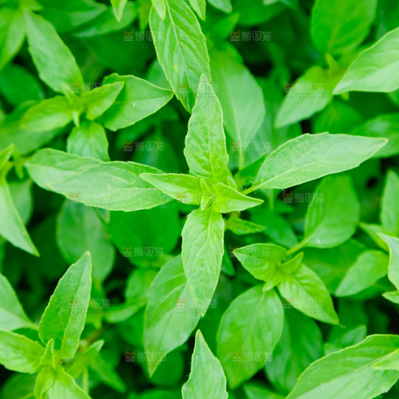 田里的荆芥
