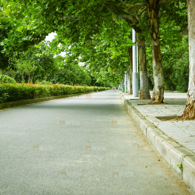 一条绿荫小路