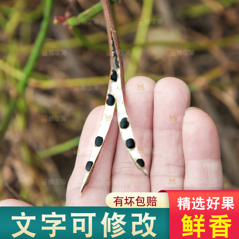 手里拿着绿豆
