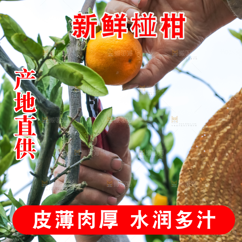 农民正在摘橘子