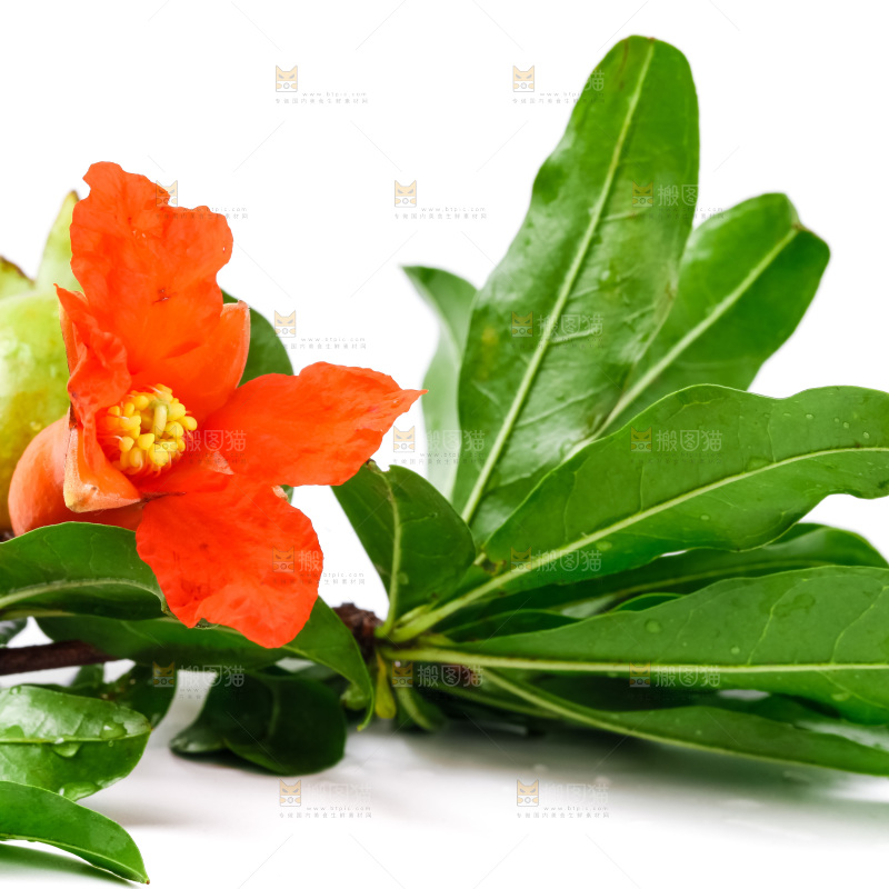 白底上摆放着石榴花