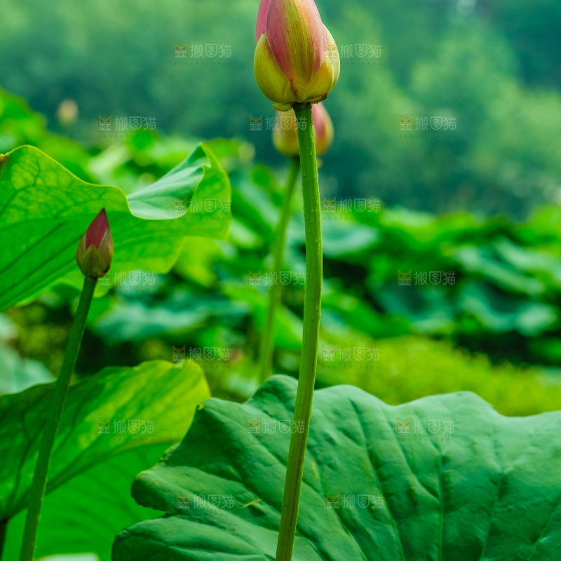 池塘里的荷花花苞