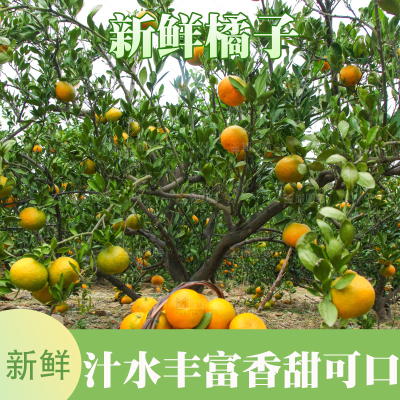 橘子种植园