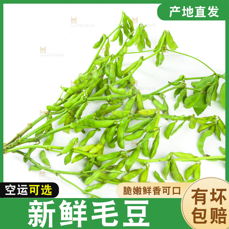 白底上的毛豆