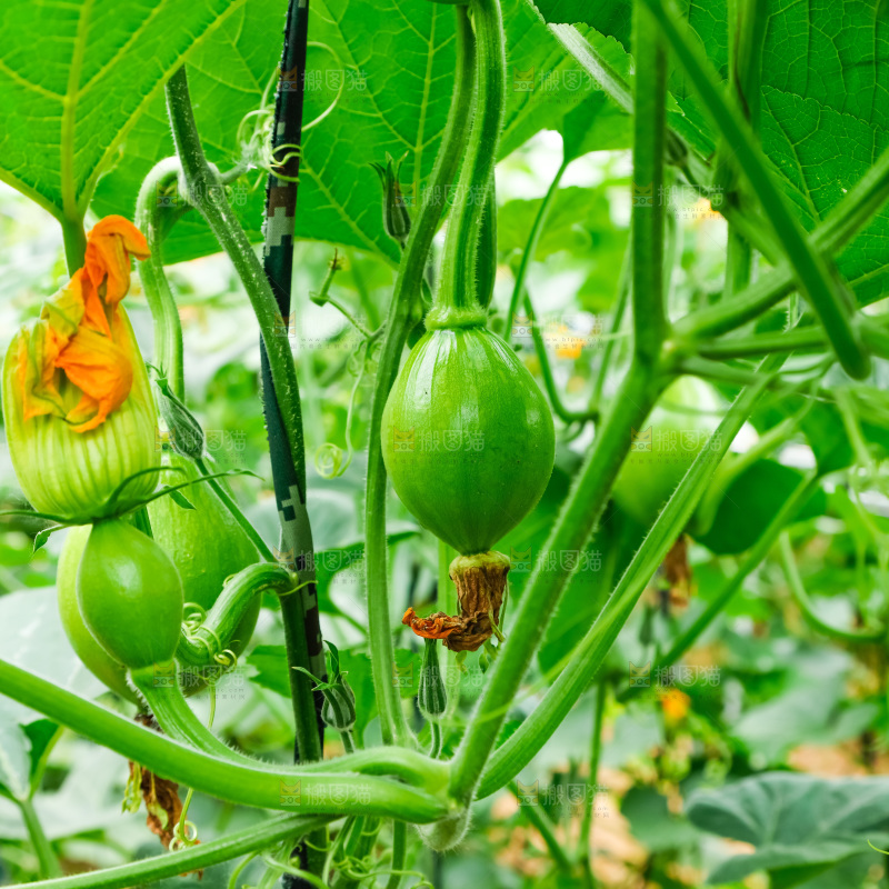 菜园里种着南瓜