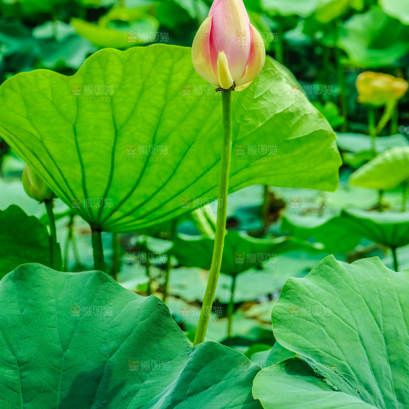 池塘里的荷花花苞