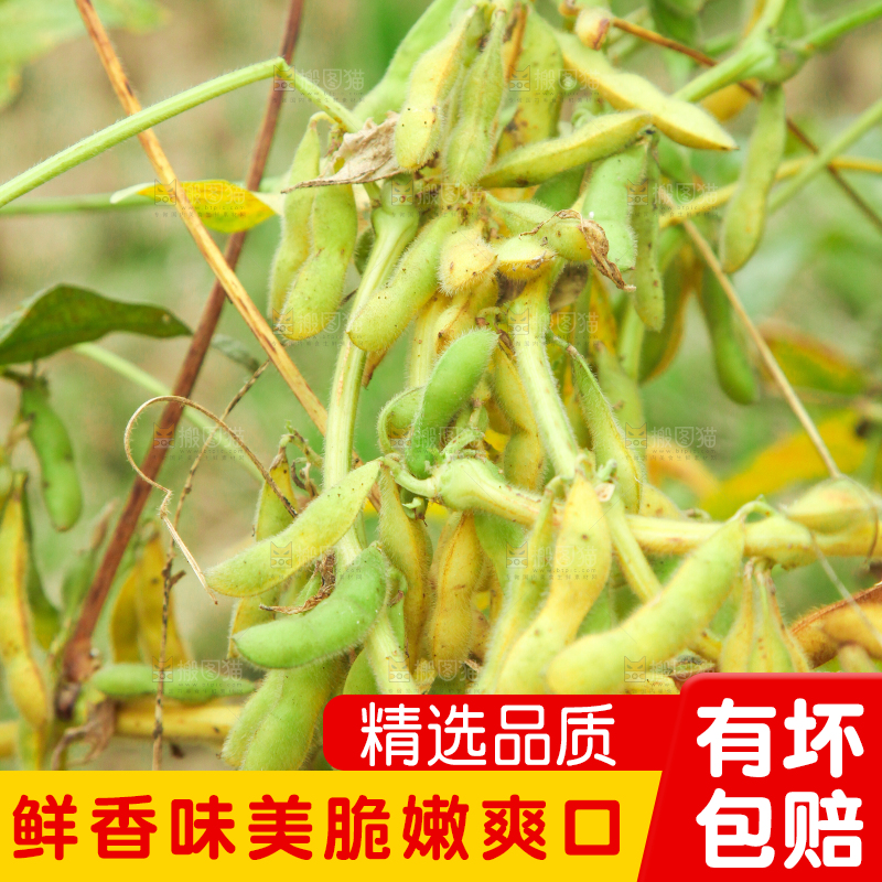 田里的黄豆