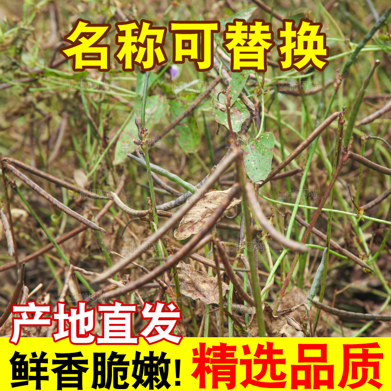 户外的野生绿豆