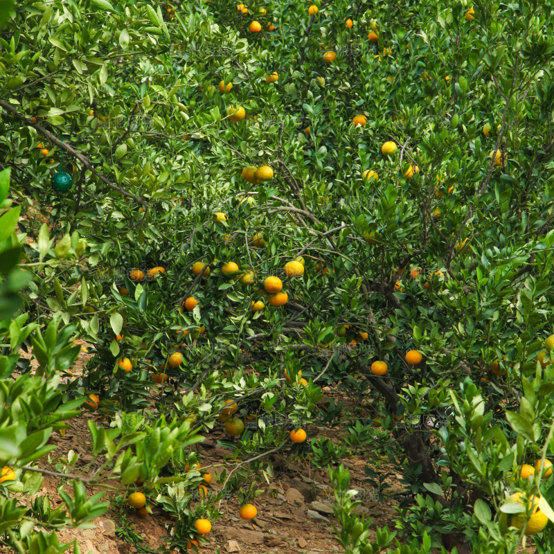 橘子种植基地