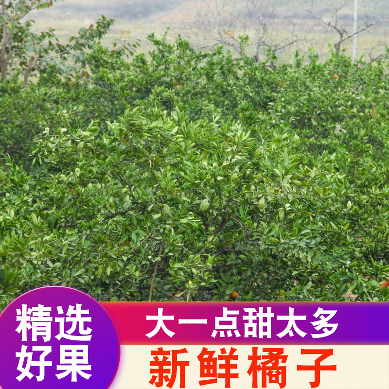 橘子种植基地