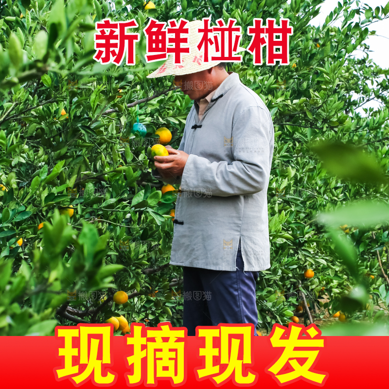 农民正在摘橘子