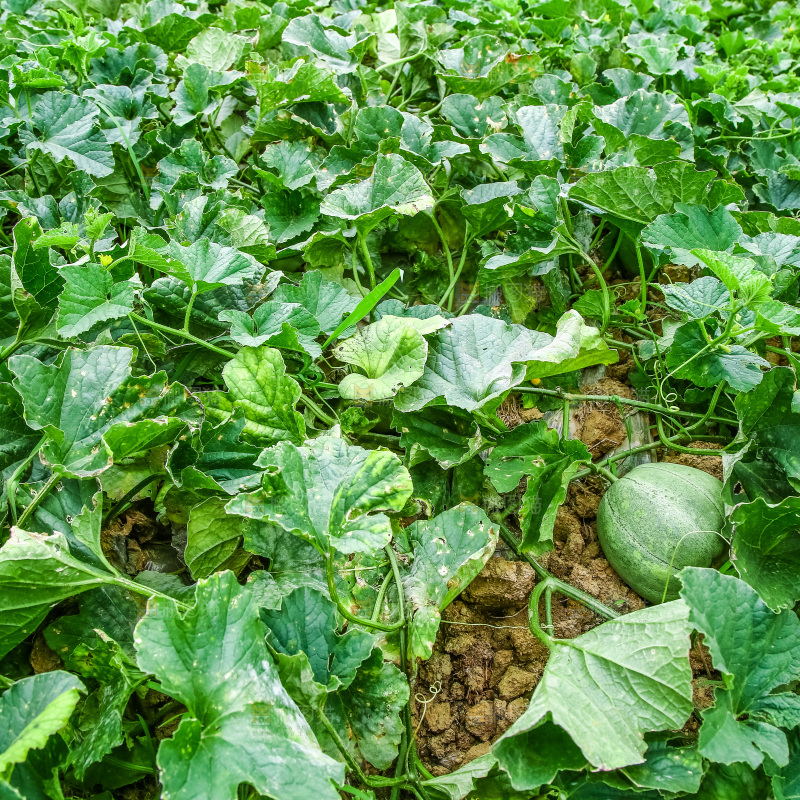 农田里种植的香瓜
