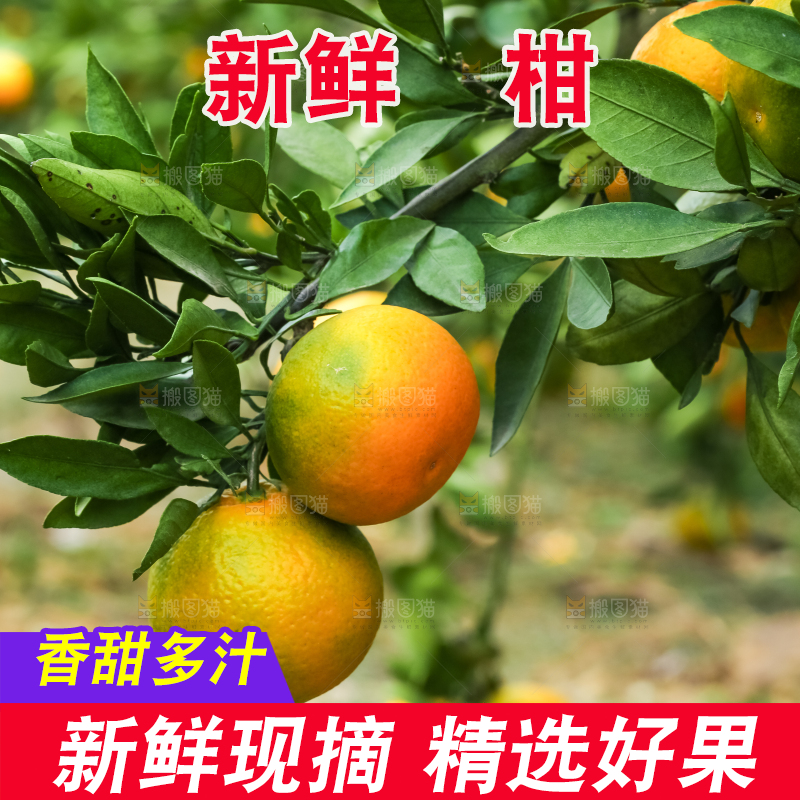 树上长着椪柑