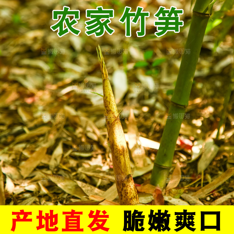竹林里生长的笋尖