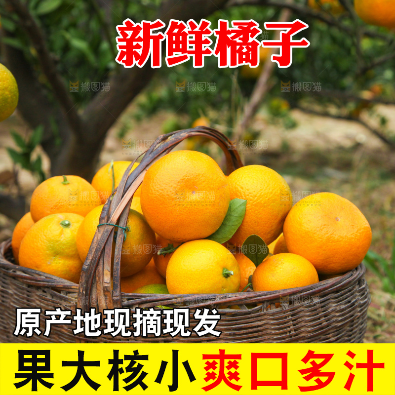 橘子种植园