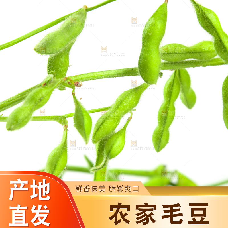 白底上的毛豆