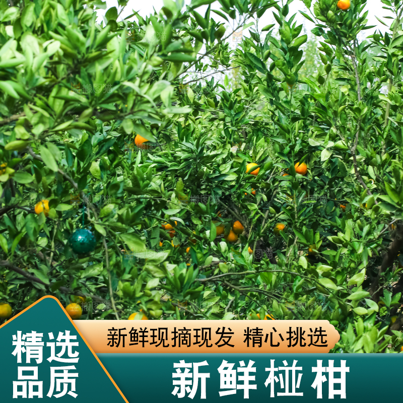 树上长着椪柑