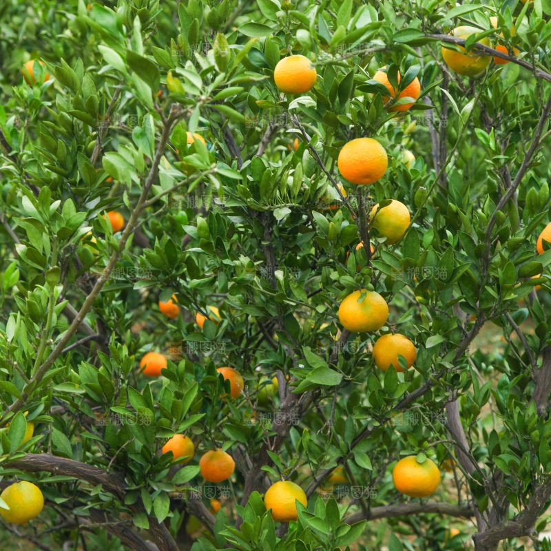 橘子种植基地