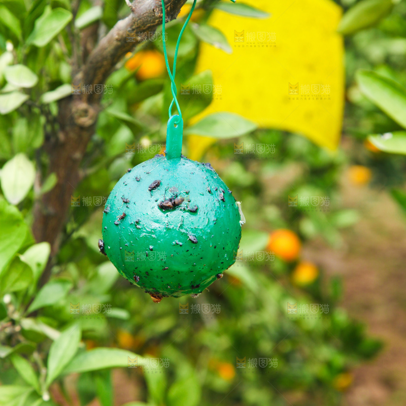 树上挂着诱蝇器