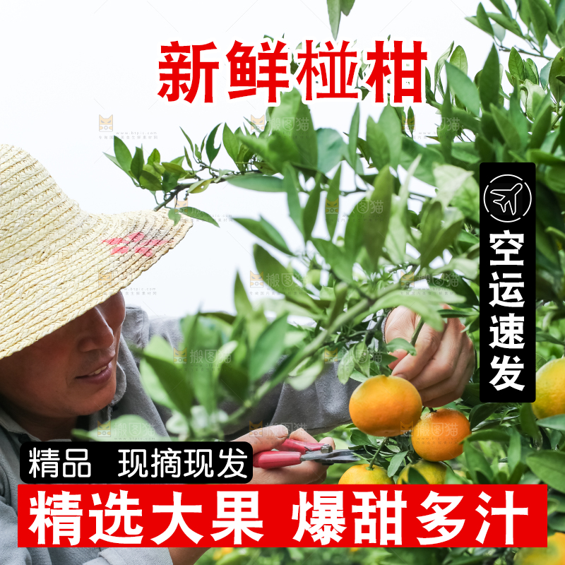 果园里的橘子