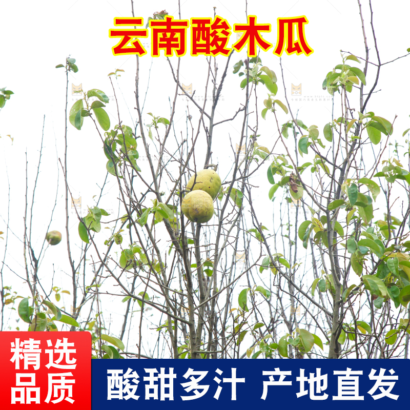 树上挂着酸木瓜
