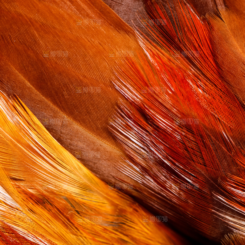 公鸡身上的羽毛