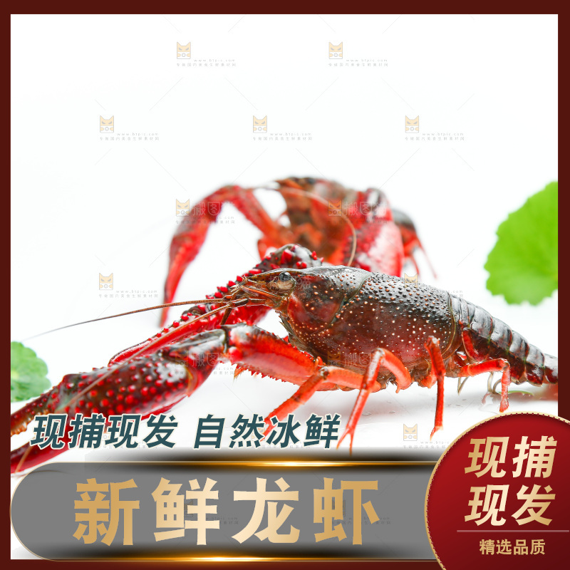 白底上放着两只龙虾