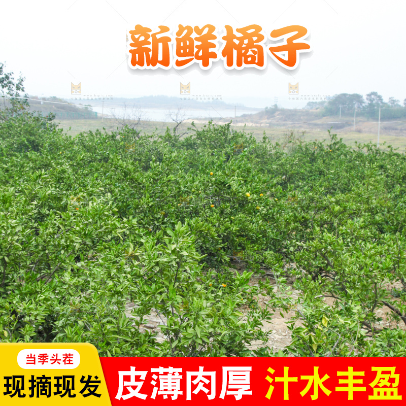 橘子种植基地