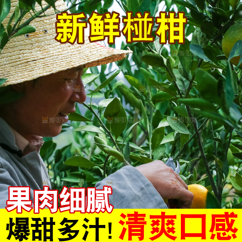 农民正在摘橘子