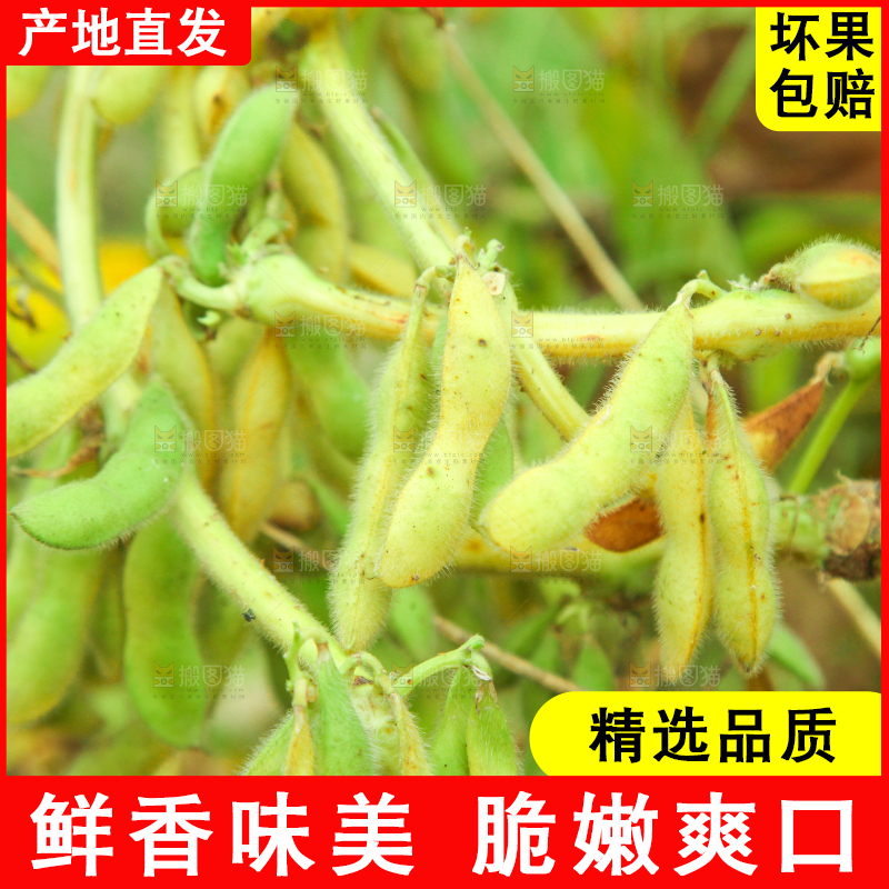 田里的黄豆