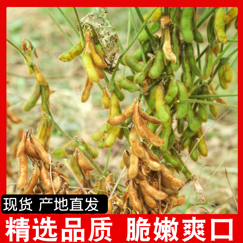 田里的黄豆