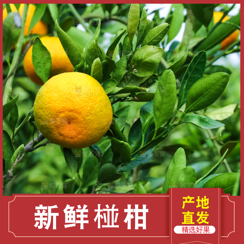 树上结着椪柑橘