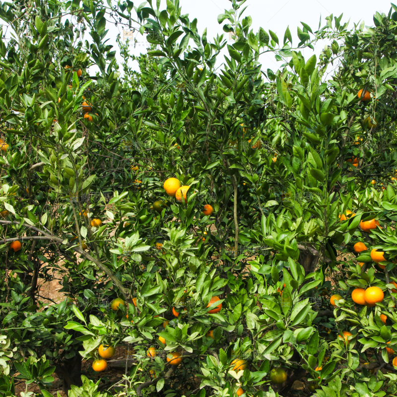 橘子种植基地