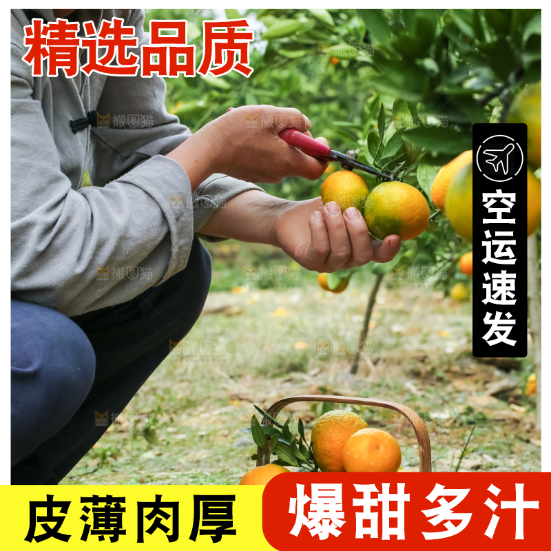 果园里的橘子