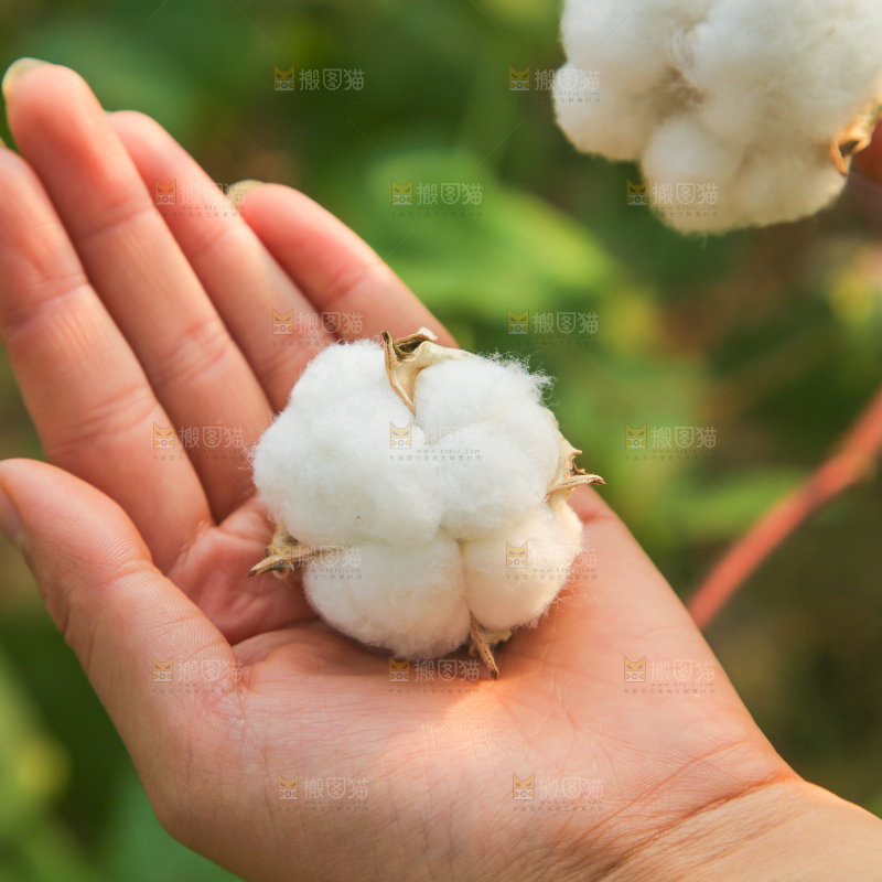 手里拿着棉花