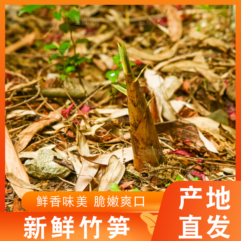 竹林里生长的笋尖