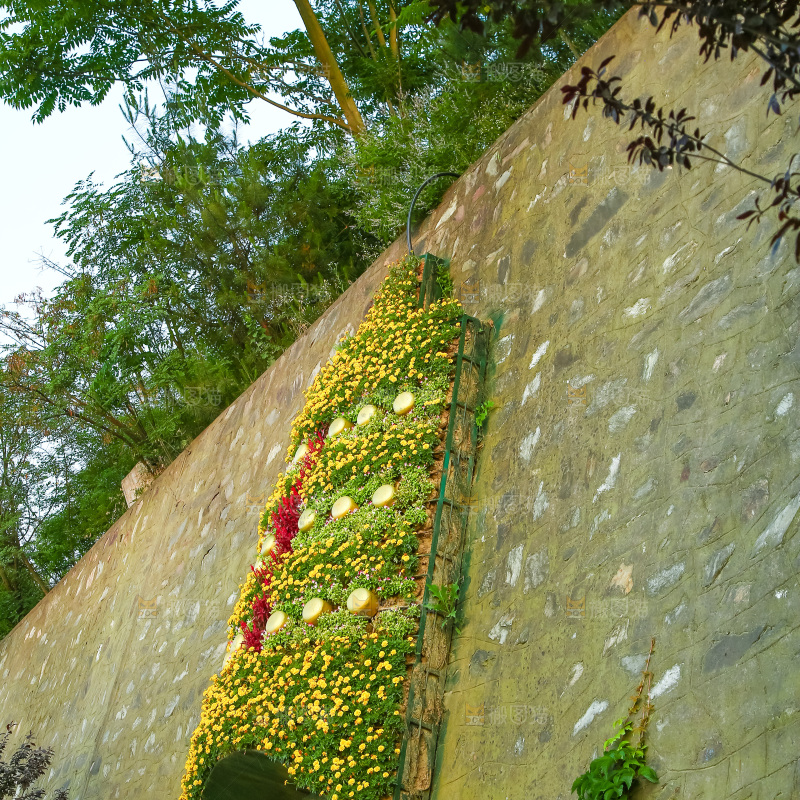 路边的植物观景
