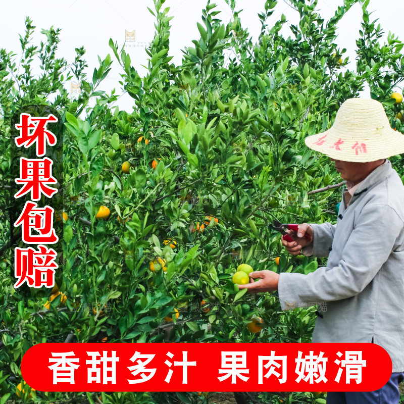 农民正在摘橘子