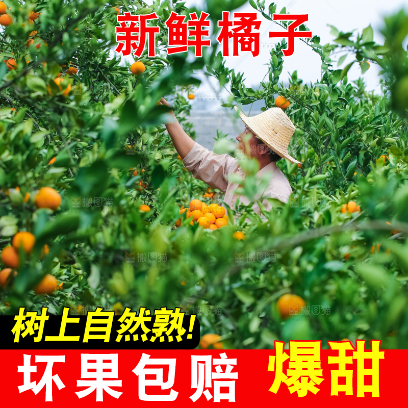 树上长着橘子