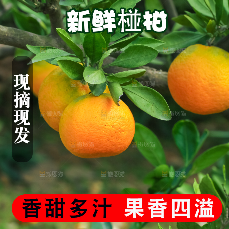 树上长着椪柑