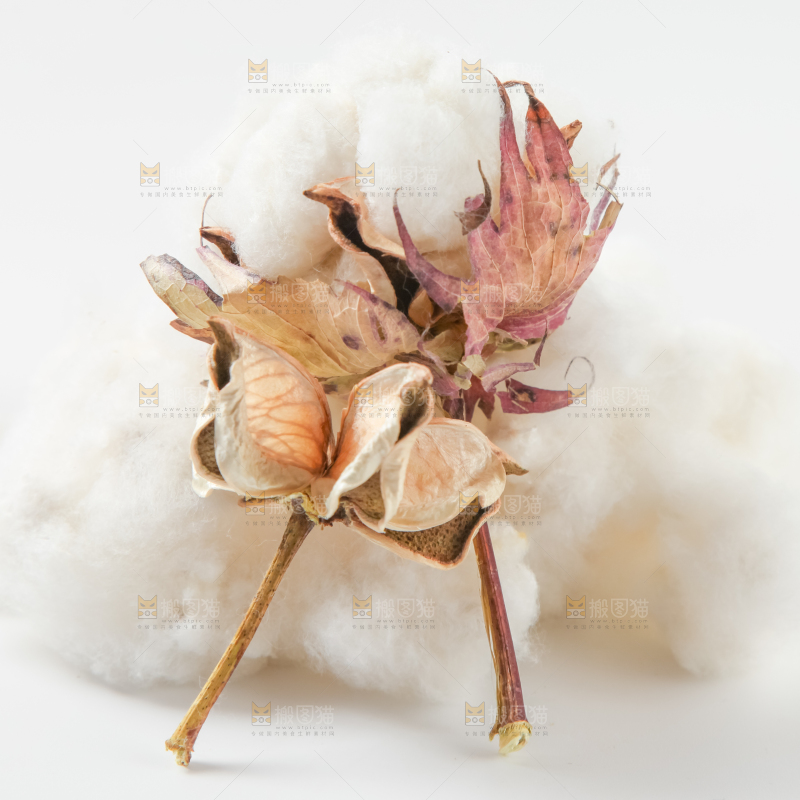白底上的棉花