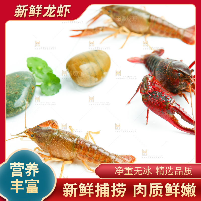 白底上放着小龙虾
