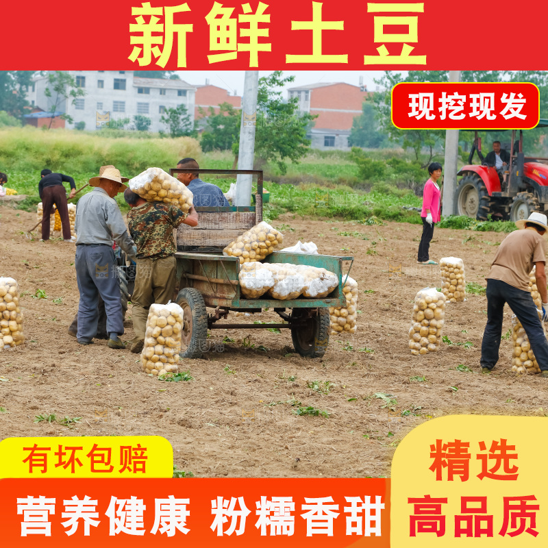 正在运输土豆