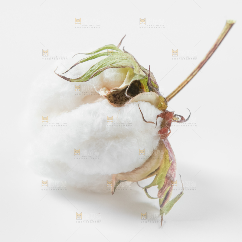 白底上的棉花
