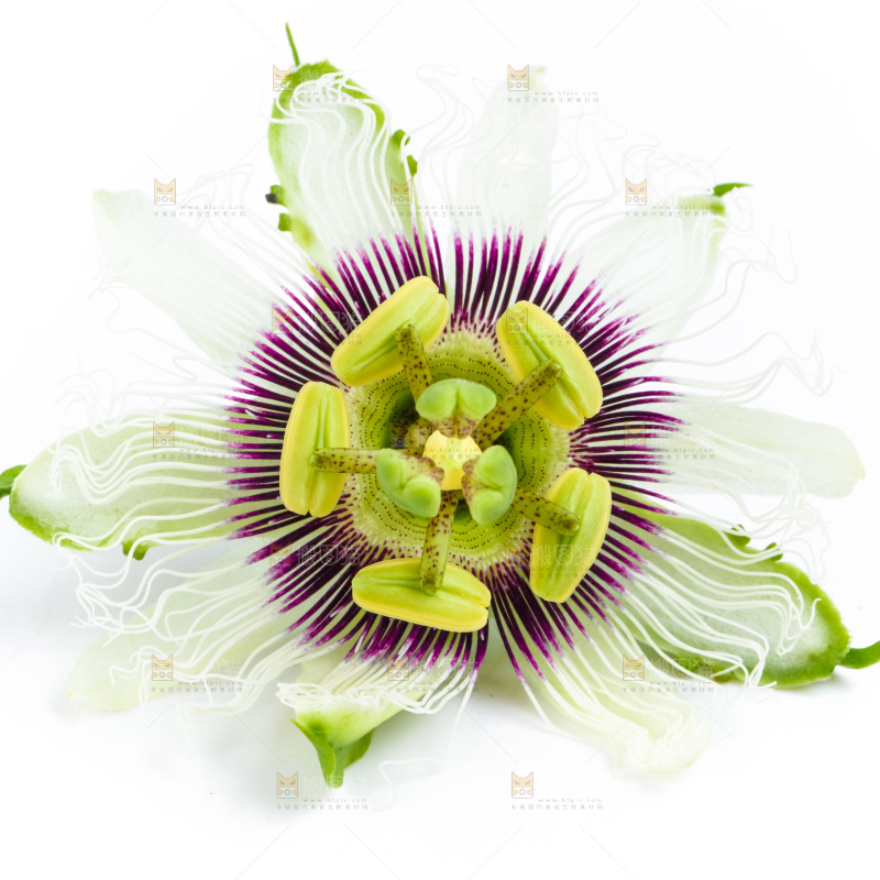 白底上放着百香果花